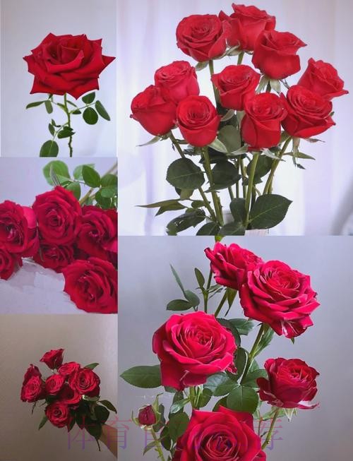 永远的经典 铿锵玫瑰至今震人心魄 永远的经典 铿锵玫瑰至今震人心魄